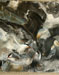 Rapaces et sternes