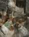 Des pigeons au Yémen