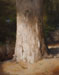 Lumière rasante sur pin de forêt