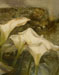 Les arums de l'Alhambra